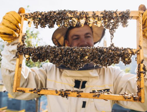 ARI TÜRLERİ VE IRKLARI